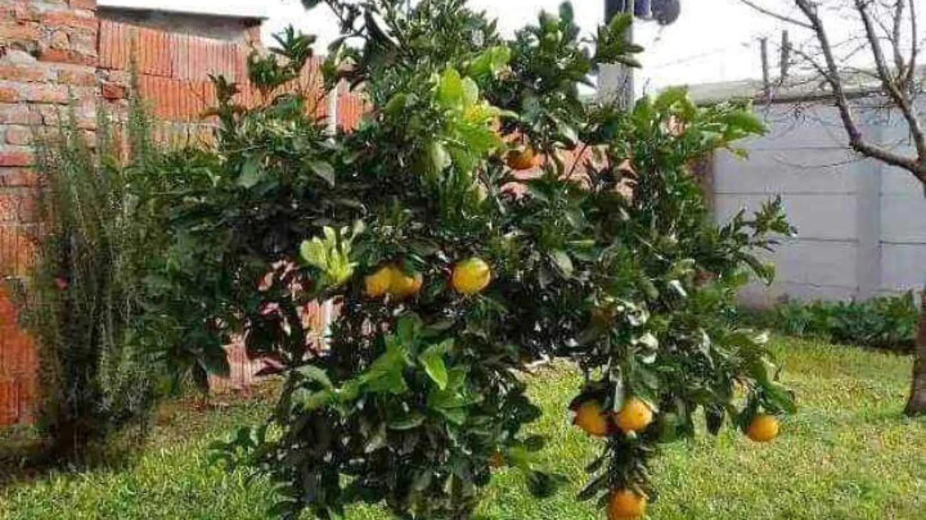 ARBOL DE NARANJA